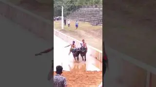 ಕಂಬಳ #kambala #kambula #race #viral #trend #trending #sports #agriculture #india #reels #youtube