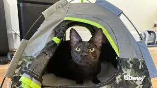 Put Together the GDanes Tent with Me and See my Cats&rsquo; Reactions