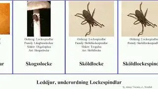 Leddjur, underordning Lockespindlar arthropoda Hedlocke Strandlocke L&aring;ngbenslockar Brian Haglocke