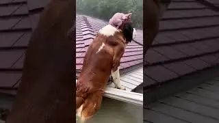 Saint Bernard Saves Sphynx in the Flood #pet #funnycat