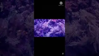 amazing color fish video