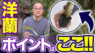 【洋蘭】花芽を見逃さないためのポイントと注意点を解説していきます！[orchid]Don't miss the flower buds@seedpot368  #sheath