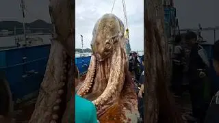 Shocking Animal Transformation! #animaljourney #amazingtransformation #animalcrossing #animalgrowth