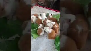 New born Guinea pigs 😍 #babyguineapig #newbornguineapig #guineapig #breeding