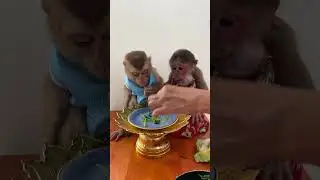Bryan monkey being extra silly 🐒😂 #FunnyMonkey #HappyHome