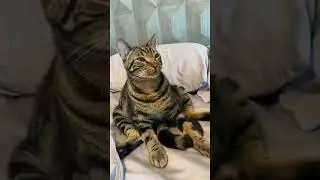 СЕГОДНЯ ПРИШЛОСЬ ПОСТАВИТЬ МОЕГО КОТА В ТАЙМ-АУТ #шорты