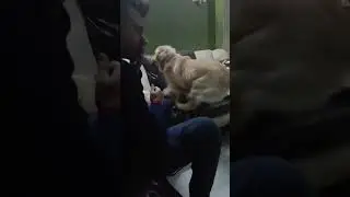 Daisy 😍🐶 Runs & Jumps on Sofa in Slow Motion #goldenretreivers