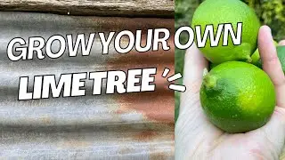 How to grow LIME TREE in a pot