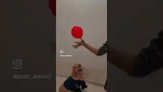 😎 #dog #dogofinstagram #dogshorts #funnyvideo #goldenretriever #puppy #dogshorts  #fashion