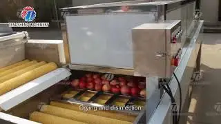 Vegetable parallel hair roller cleaning and air drying production line