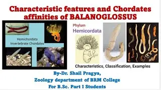 External Features of Balanoglossus or Acorn worm/ Tongue worm for B.Sc. Part I students