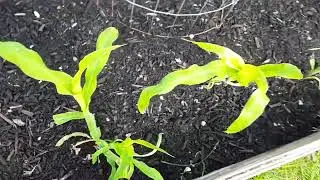#35 May 13, 2020   Garden Progress Beans Peas 2nd Planting Emerging