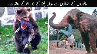 10 Times Animals Took Revenge On Humans | TOP X TV