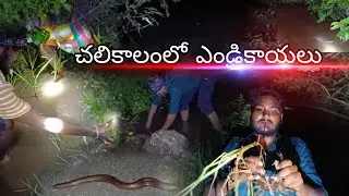 ఎండ్రికాయల వేట #crabscatching #fishing #crabs #gangaputra 