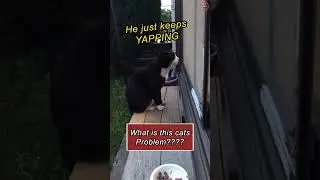 This Is Why You Don't Feed Stray Cats (Cat Yapping) #straycat #stray #catvideos
