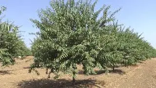 Lauranne almond tree , شجرة اللوز لوران , la vari&eacute;t&eacute; d'amandier lauranne