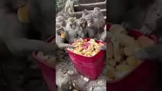 breakfast morning #monkey #shorts #viral #trending #hanuman #youtubeshorts #short