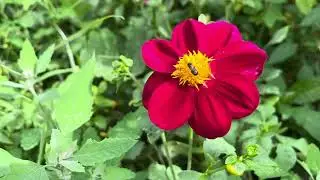 Saying goodbye to summer, preparing for fall gardening | Garden VLOG