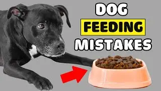 👉 13 SERIOUS MISTAKES When Feeding Your Dog &ndash; You Need to Stop Now!