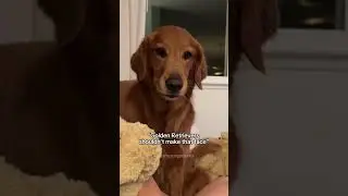 When A Dog Gets Jealous #jealousdog#dogreactions #dogshorts #goldenretriever #funnydog#redgolden