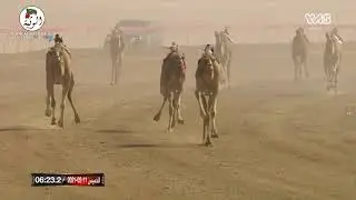 الشوط 3 سيف الحول (مياسه) لـ سعادة فرج حموده الظاهري 12:37:5 ، مهرجان محمد بن زايد 2021/2/11 اللبسه