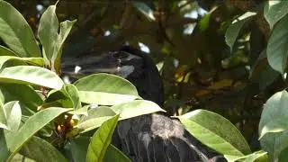 Короткочубый калао (Anorrhinus galeritus) Bushy crested Hornbil
