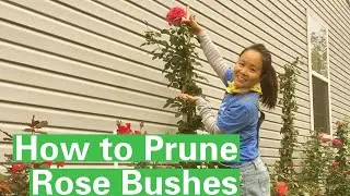 How To Prune Non-climbing Rose Bushes?  Easy Tricks!