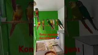 Konur Papağanı #konurpapağanı
