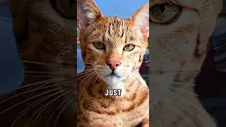 Top 5 Most Expensive Cats (2025 Edition)