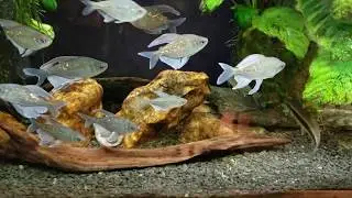 Diamond Tetra Dimorphism; There Is A Difference