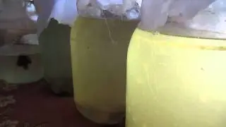 Разведение пресноводной коловратки на банановых корках. Зарядка культиватора.