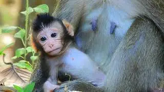 Normal Life Of Newborn Baby Monkey In Amari Troop