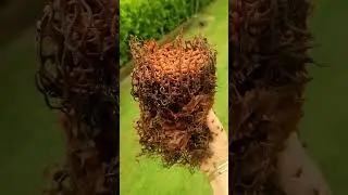 Abejas sin aguij&oacute;n | Tetragonula hockingsi
