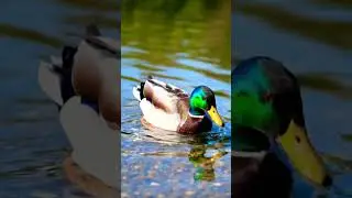 &ldquo;Just a Duck Living Its Best Life 🦆🦆#duck#ducks #animals#animalvideo #cuteanimals #nature #wildlife
