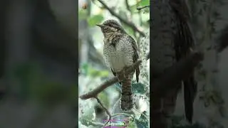 Amazing Birds of the World 🐦✨ | Beautiful & Rare Bird Moments #shortsvideo  #birds