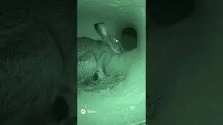 Brave Mother Rabbit Fights Off a Fox