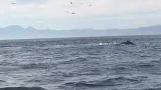 whales in False Bay July 11th 2018