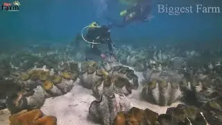 Amazing Giant Clam Farm - Farmers Earn Millions of Dollars from Giant Clam Farms