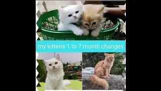 My kittens growing up😍😺😍 #catlovers#cat#persioncat