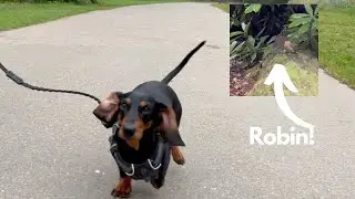 Mini dachshund goes on a morning walk!