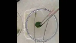 Making Marimo Moss Ball! Roll the collected algae to make a round Marimo.