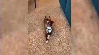 Funny dog videos.Cute dog videos.Dog tricks videos.Dog fails videos.Dog training videos