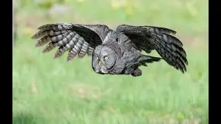 Great Gray Owl on i Phone
