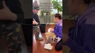 PUGS 101: THIS IS HOW IT'S DONE- HILARIOUS!!!