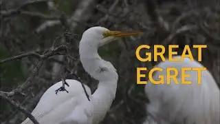 Great Egret