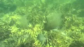 SNics dive2