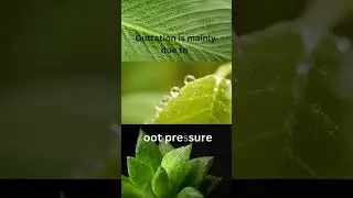 Guttation is mainly due to: #botany #lossofwater#hydathodes #lowtranspiration #marginsofleaves