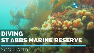 Scuba diving in Scotland : St Abbs Marine Reserve