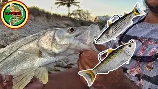 Beach Fishing For Snook And Jacks (Live Target Swim Bait Fishing!)