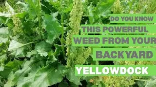 The Great Benefits of Yellow Dock  From Ancient Roots